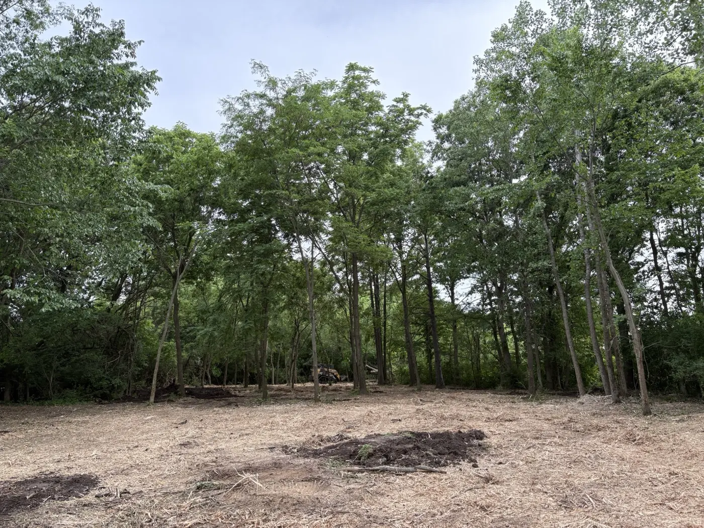 Open ground under mature trees after brush was cleared and mulched