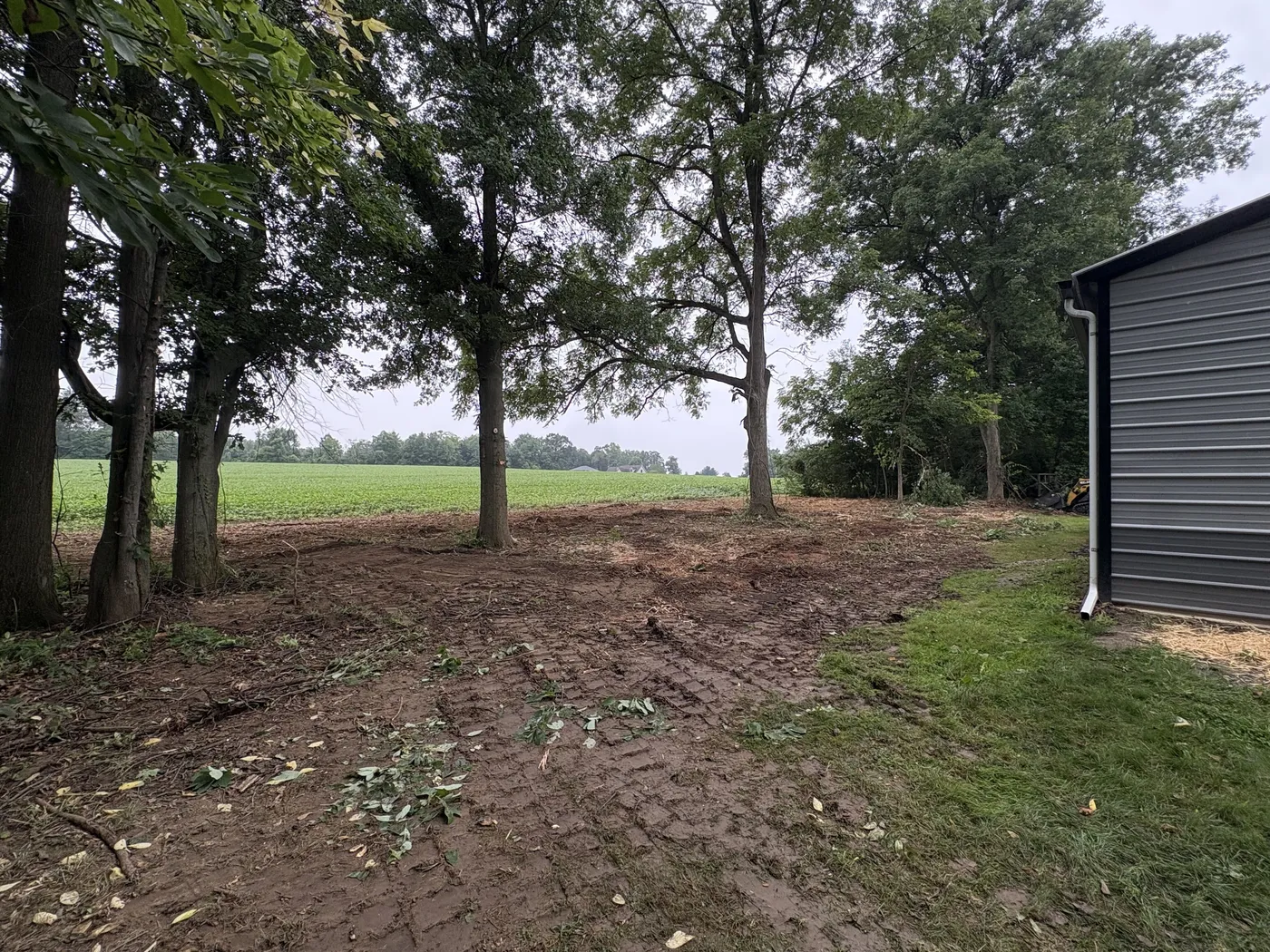 The woodlot after mulching, ground open and clear beneath the kept trees
