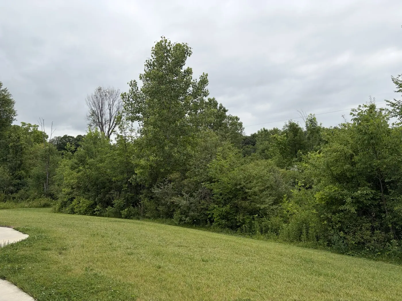 Overgrown brush line before clearing work