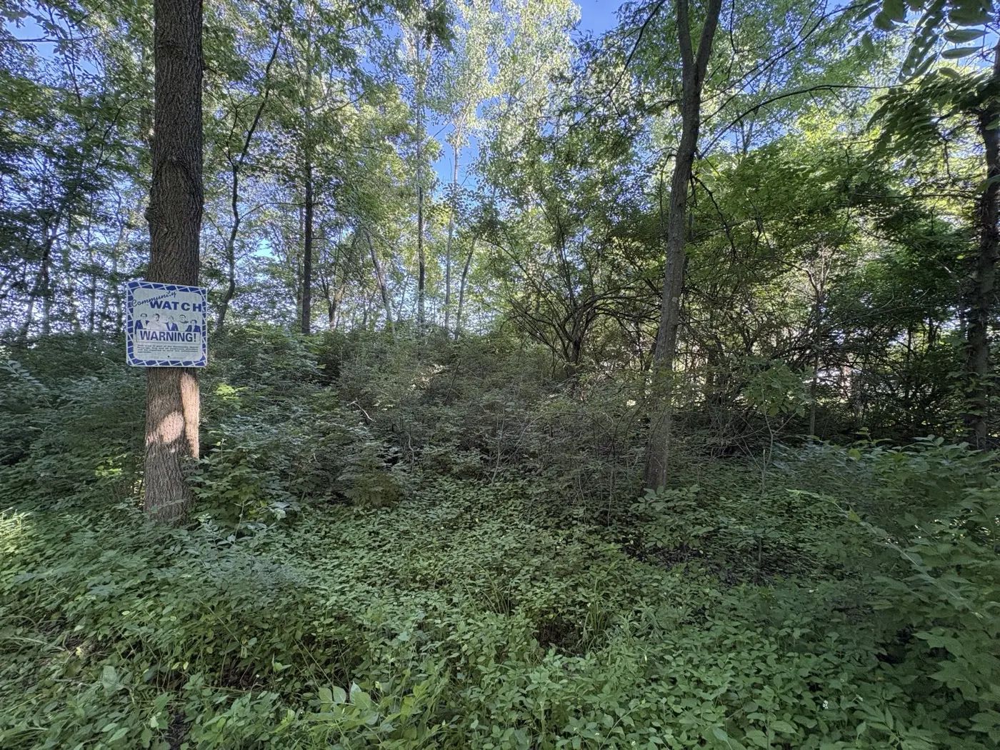 Dense underbrush before understory clearing