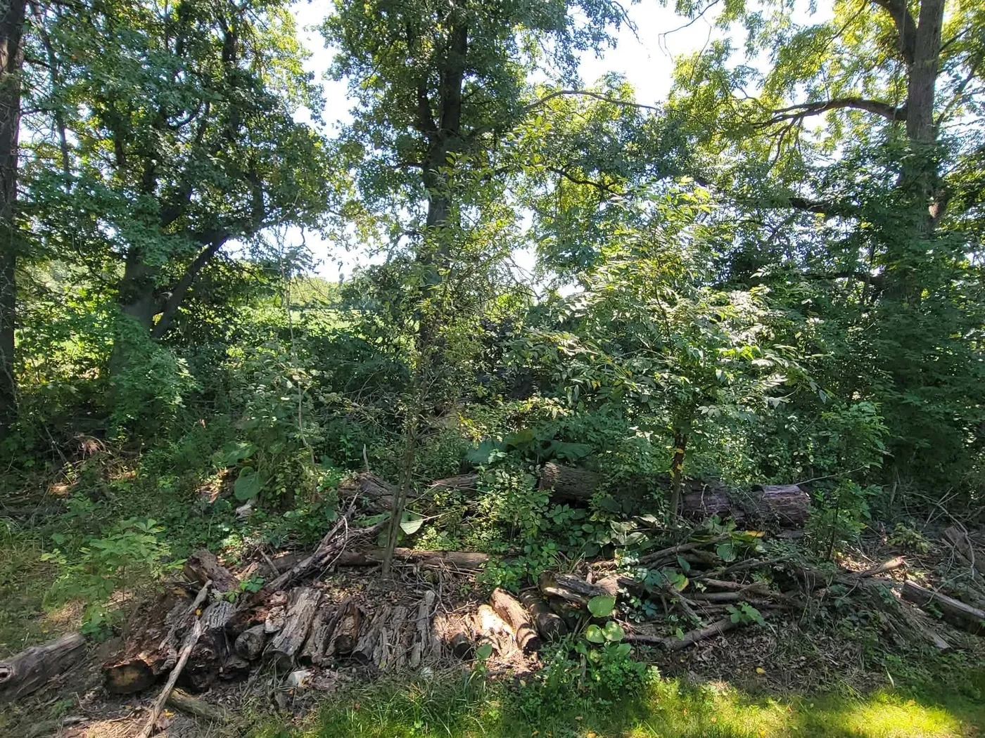 Fallen logs and heavy undergrowth choking a woodlot before mulching