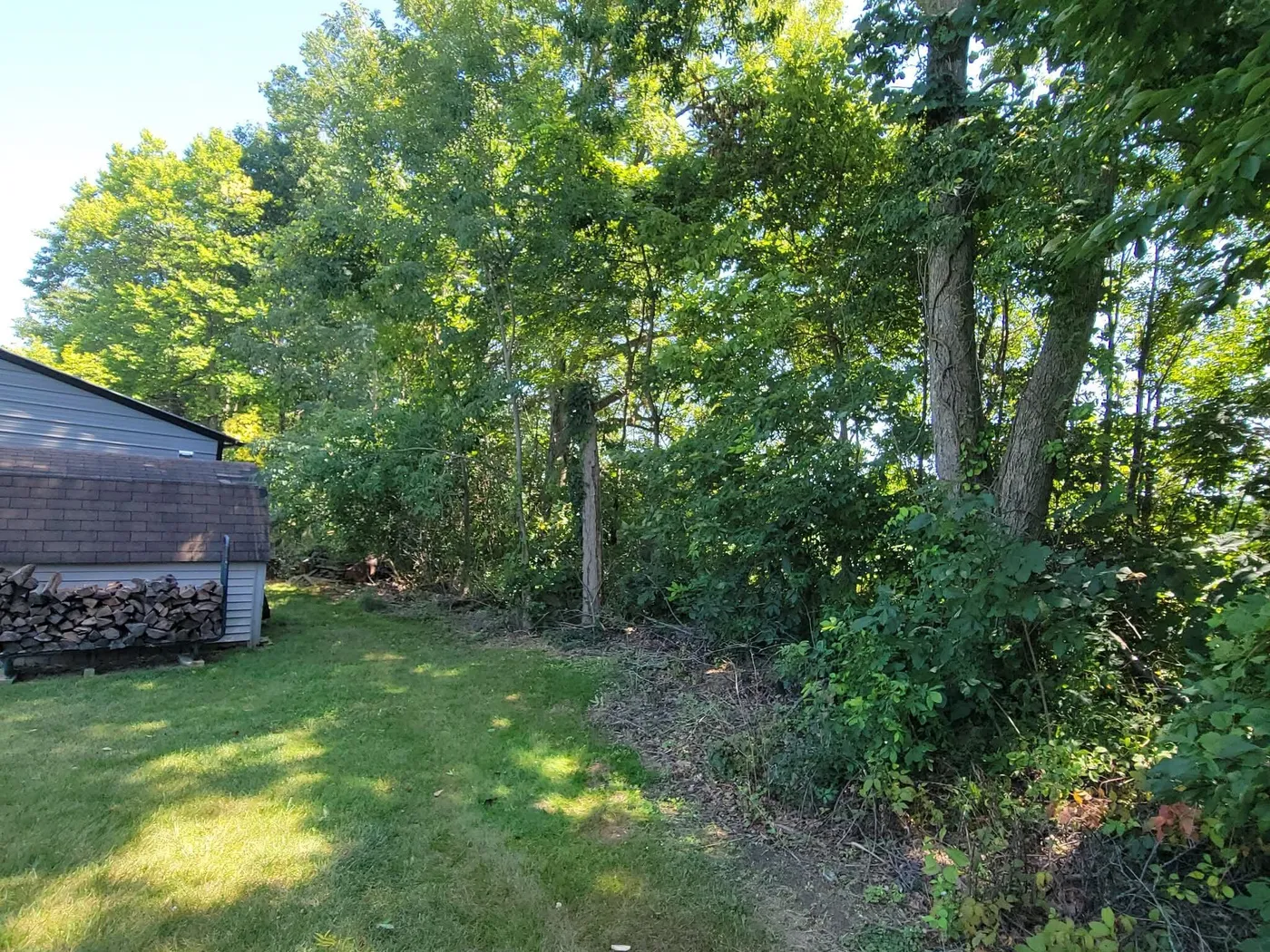 Dense brush and volunteer trees crowding the edge of a backyard before mulching